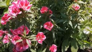 Годеция. ч.12 Начало обильного цветения.