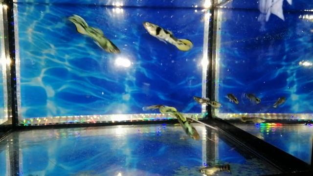 Гуппи эндлер тигр Guppy Endler Tiger