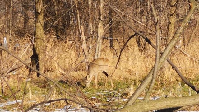 Bambi and doberman смотреть онлайн