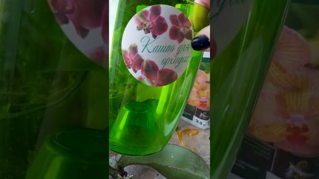 Правильный полив фаленопсиса