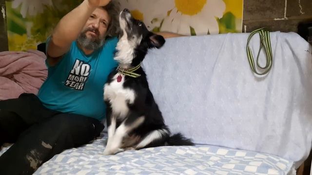 Чистое пушистое ЗЛО вернулось в приют!!! Экстренный воскресный диван с Моником!!! смотреть онлайн