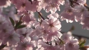 ФУТАЖ. Сакура. Невероятно красивое цветущее дерево! FOOTAGE. Sakura.