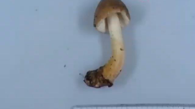 amanita fulva смотреть онлайн