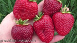 КАБРИЛЛО ремонтантный сорт клубники