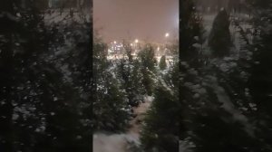 Ёлки метёлки