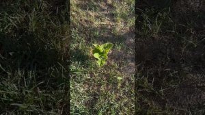 Избавиться от ПАВЛОВНИИ оказалось гораздо труднее, чем её вырастить 🌳