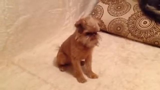Брюссельский мальчик смотреть онлайн