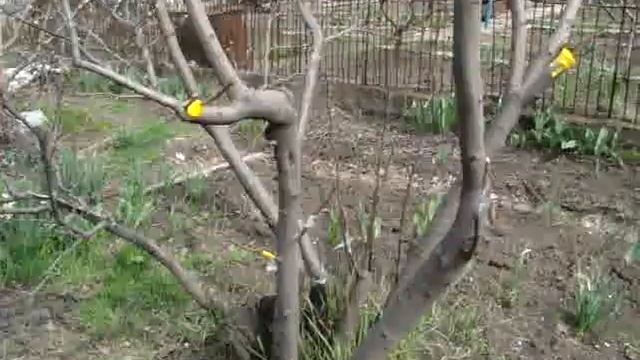 Моя прививка груши Мария на айву 2018 смотреть онлайн