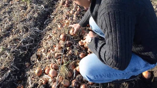 Лук Лоредо F1 08 09 2017 смотреть онлайн