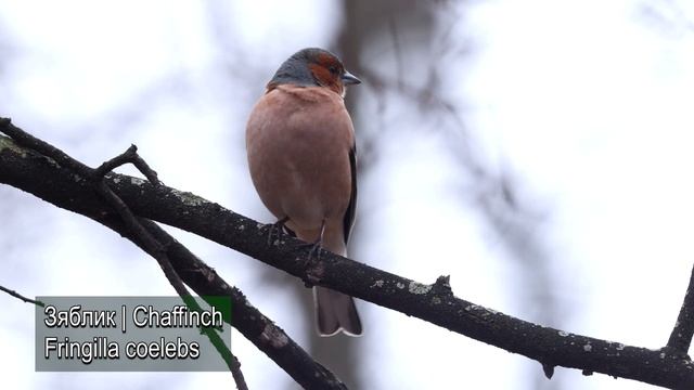 Fringilla Coelebs 2986 05.mp4