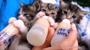 К чему снится КОТЕНОК | СОННИК