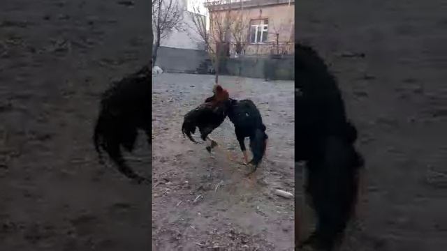 даканг жанг 2