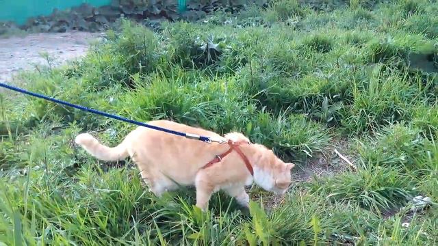 Сева (4 часть) смотреть онлайн