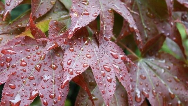 Стихи Елена Черных "Уходила женщина от мужа..." смотреть онлайн