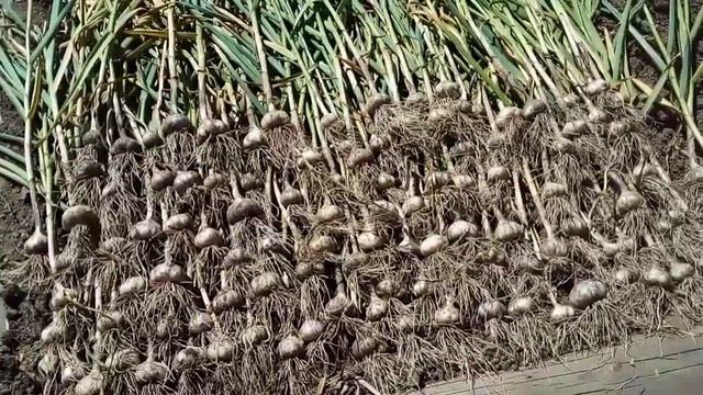 Петунии подстригла, пора убирать чеснок, надо ли оставлять стрелки у чеснока