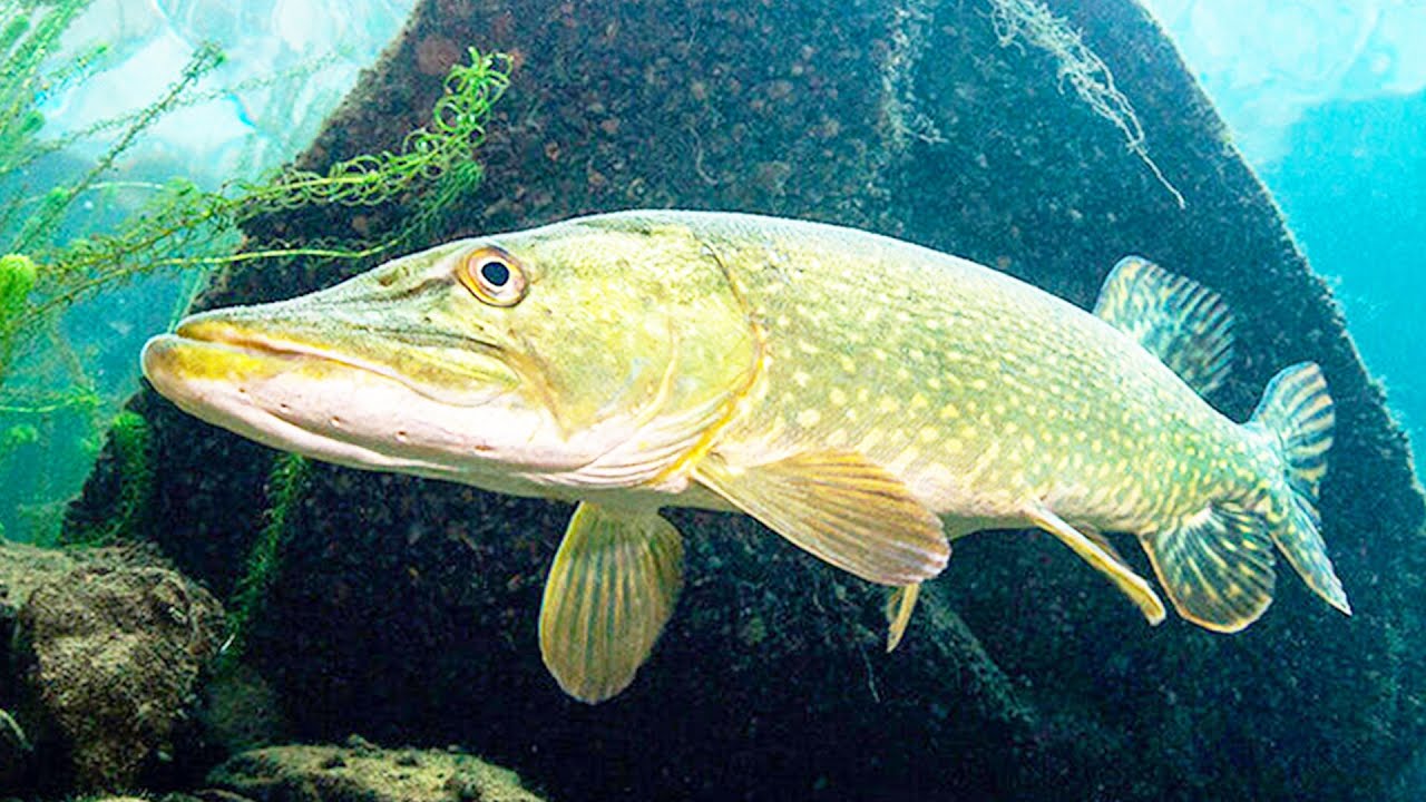 Рыба щука. Интересное про щуку смотреть онлайн