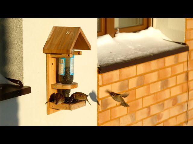 A bird feeder in use смотреть онлайн