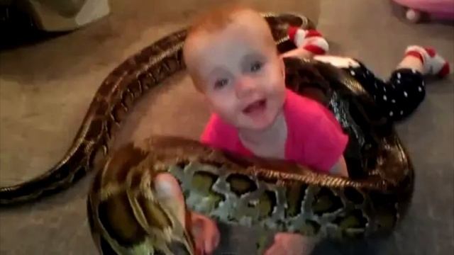Ребёнок играл с 4 метровым питоном. Но дальше случилось УЖАСНОЕ! смотреть онлайн