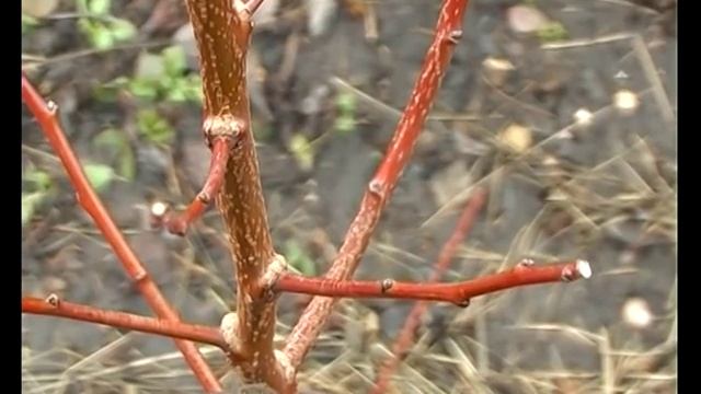 Обрезка однолетних деревьев. Тетянина садиба 2015 смотреть онлайн