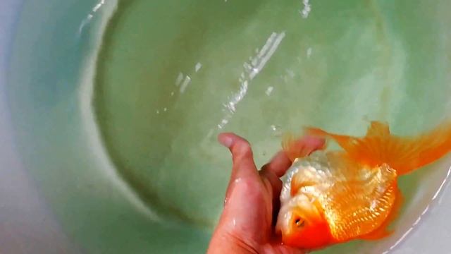 КРАСНАЯ ОРАНДА , самец. GOLDFISH #золотаярыба #краснаяоранда #goldfish смотреть онлайн
