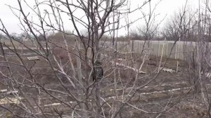 МОНИЛИОЗ, МОНИЛИАЛЬНЫЙ ОЖОГ/ САМЫЙ ЭФФЕКТИВНЫЙ МЕТОД БОРЬБЫ