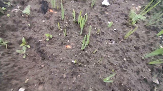 Раннее утро на нашем огороде и в саду . Какие работы выполняем . Что растёт и успеваем сделать . смотреть онлайн
