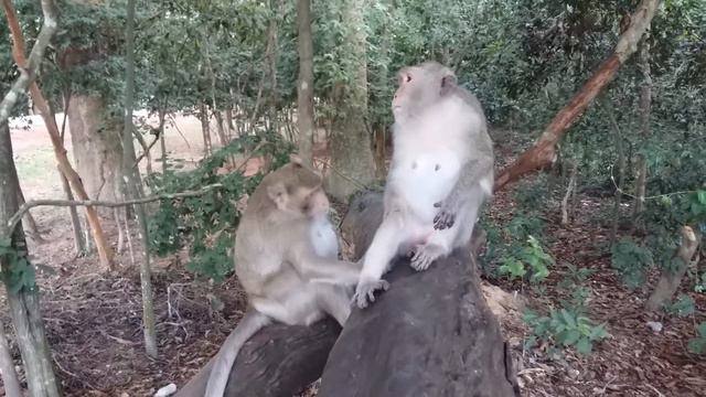 What are monkeys doning on the branch? people will jealous see their action, Wild animal monkeys смотреть онлайн