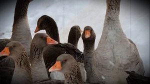 Когда начинают нестись домашние гуси