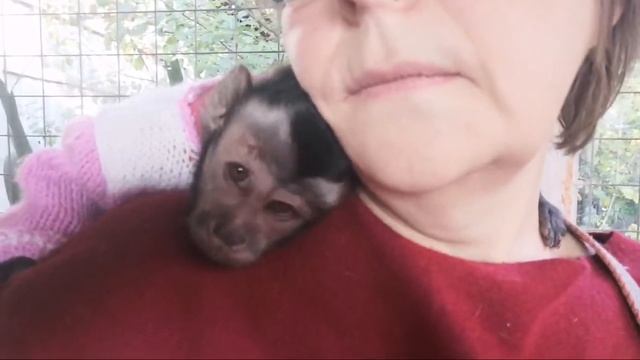 Возвращаемся... Макака Федя И Другие (домашние обезьяны) смотреть онлайн