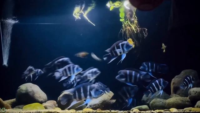 Фронтоза африканская королева Танганьики смотреть онлайн