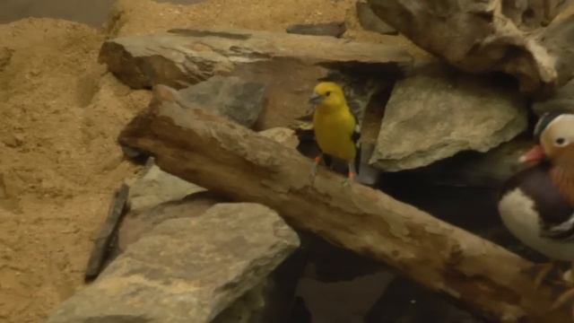 Panasonic HC-X920 Washington DC Zoo Colorful Animal Kingdom смотреть онлайн