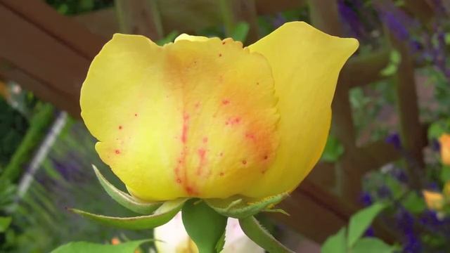 To A Wild Rose - E. MacDowell (Flute + Piano) ♪ смотреть онлайн
