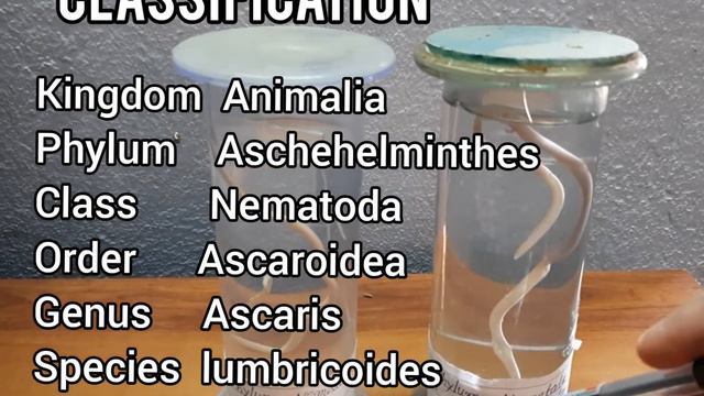 PRACTICAL ACTIVITY/IDENTIFICATION OF ORGANISMS/Ascaris,Rohu, Hydra,Amoeba/Class11 смотреть онлайн
