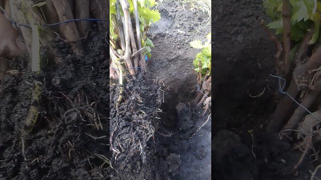 Саженцы винограда смотреть онлайн