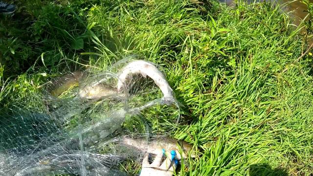 Супер рыбалка на кастинговую сеть на горной реке смотреть онлайн