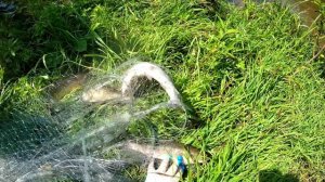 Супер рыбалка на кастинговую сеть на горной реке