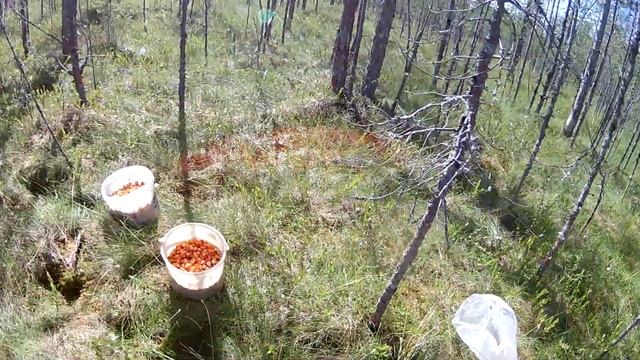КАК СОБИРАЮТ МОРОШКУ) Сбор морошки в Карелии. От первого лица смотреть онлайн