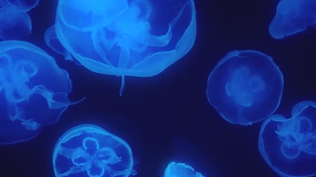 Успокаивающий аквариум смотреть онлайн