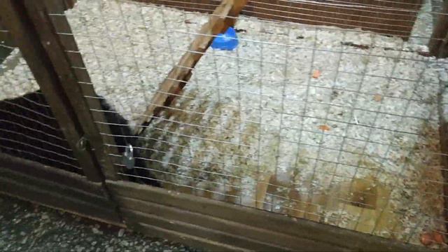 Выставка ушастиков и пухнастиков в Южноукраинске 2019 смотреть онлайн