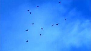Голуби торцовые кировоградские