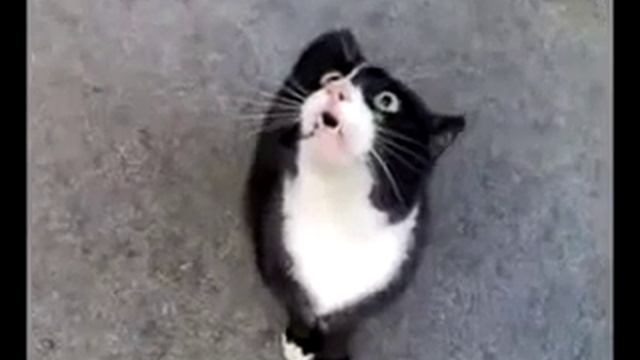 Приколы 2013 Кота не кормили смотреть онлайн