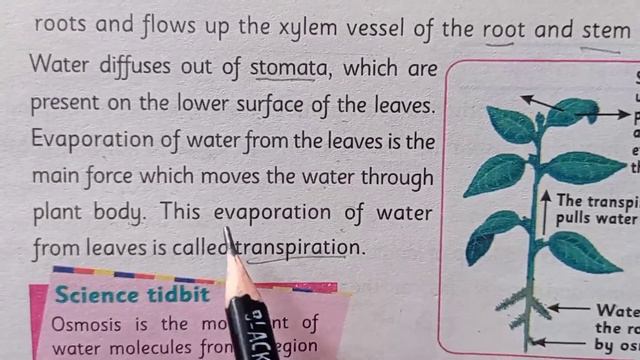 Movement Of Food,Water And Gases Through The Plants In Urdu Class 7•Flow Of Water In Plants In Urdu смотреть онлайн