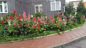 Шток роза или Мальва.