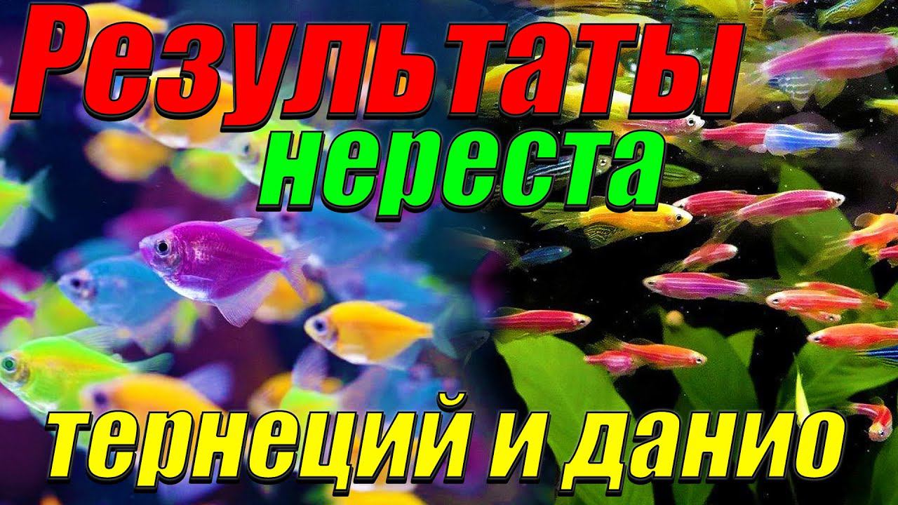 Результаты нереста данио и тернеции! смотреть онлайн