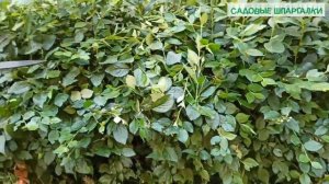 Кизильник блестящий: формирующая стрижка летом