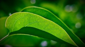 Биология 5-6 класс ( Пасечник, Суматохин, Калинова ) Параграф 31 Фотосинтез аудио