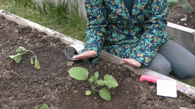 Посадка баклажан в открытый грунт смотреть онлайн