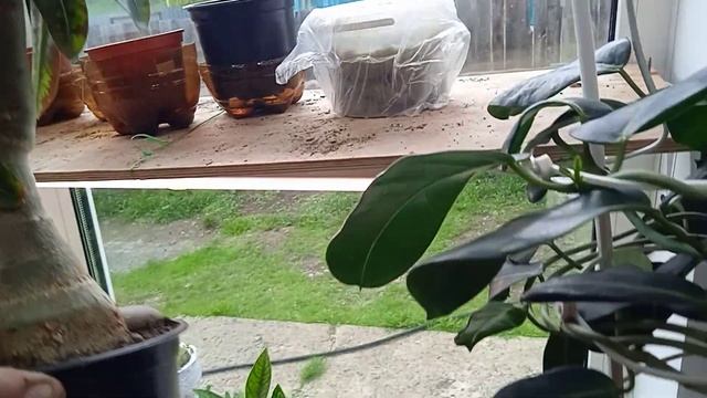 толстячок зацвёл!!!!!! смотреть онлайн