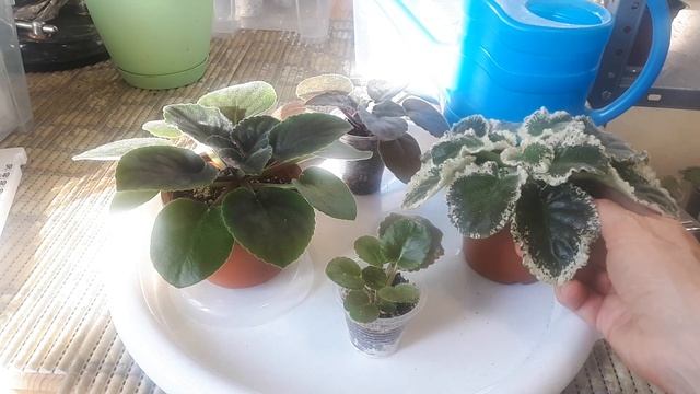 ПОЛИВ Фиалок? Когда и сколько? смотреть онлайн