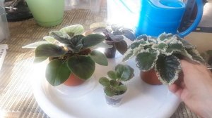 ПОЛИВ Фиалок? Когда и сколько?